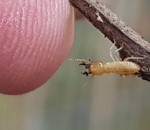 heterotermes termites - 2